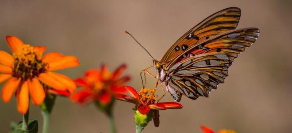 Monarch butterfly on orange flower