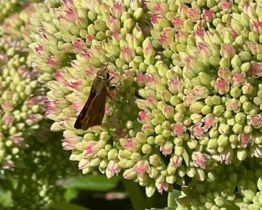 Monarch butterfly on orange flower